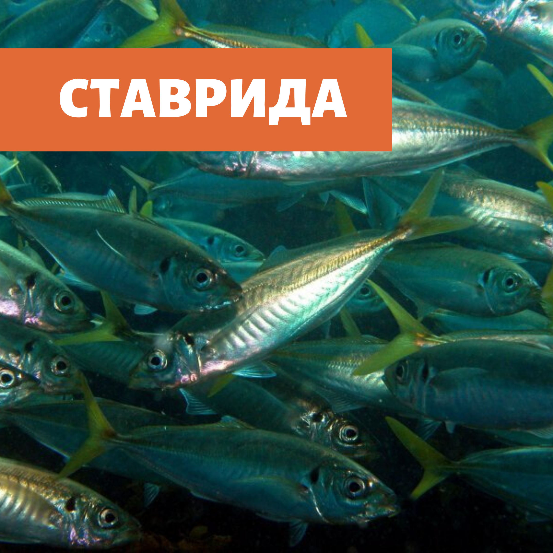 Ставрида.png