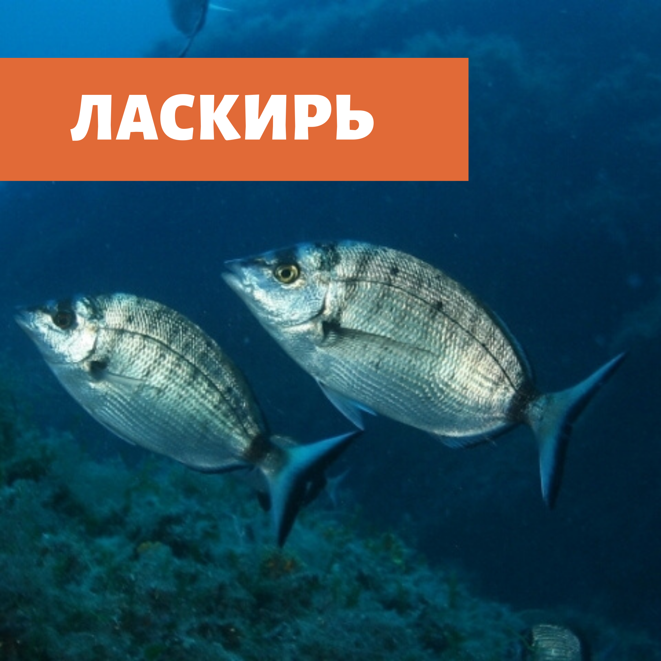 Ласкирь.png