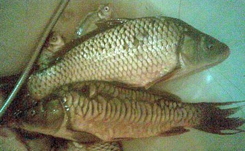 Сазанчики, карпики, карасики