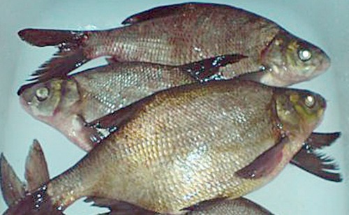 Лещики