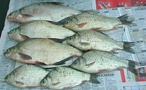 Лещ да карась