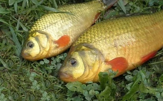 На Лимане