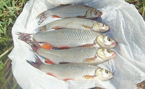 Голавлики