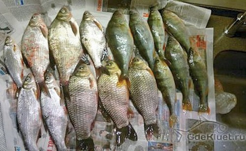 Карась, сырть, окунь, подлещик