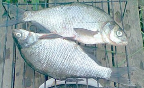Лещи