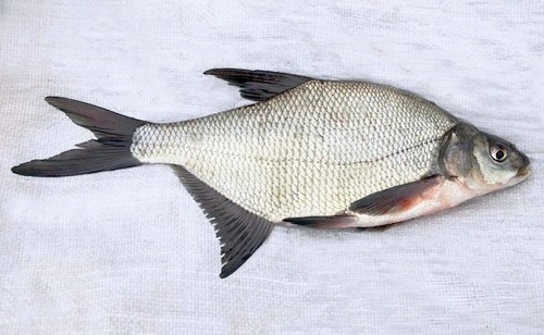 Лещ