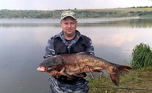 Толстолобик