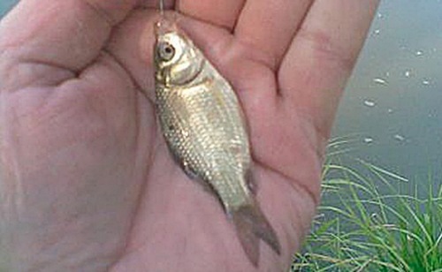 Карась