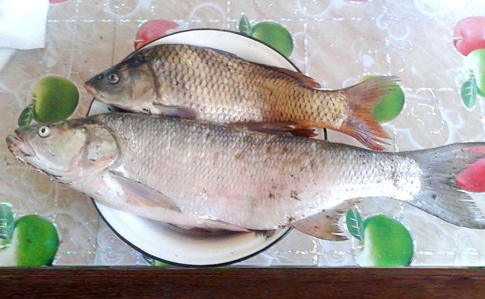 Мой первый жерех и лопушок