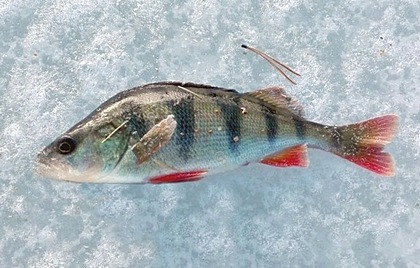 Ловля окуня на мормышку.