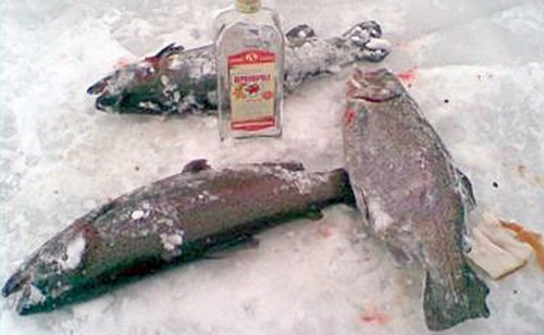 Форель