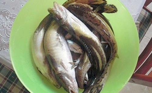 Налим