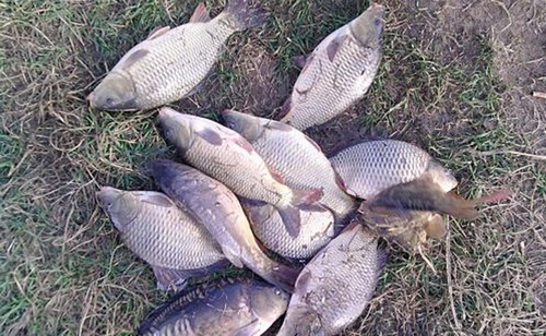 Карп