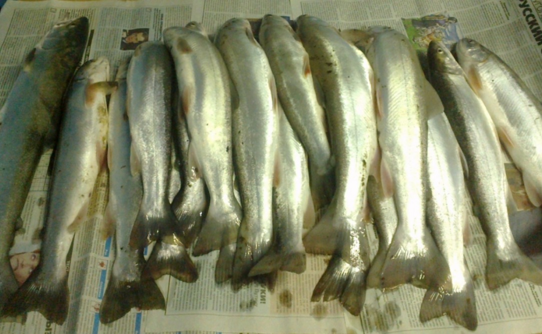 Голец