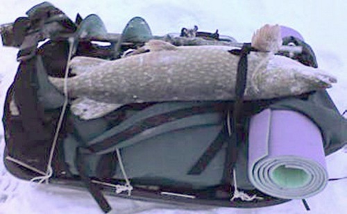 Щука, 5кг