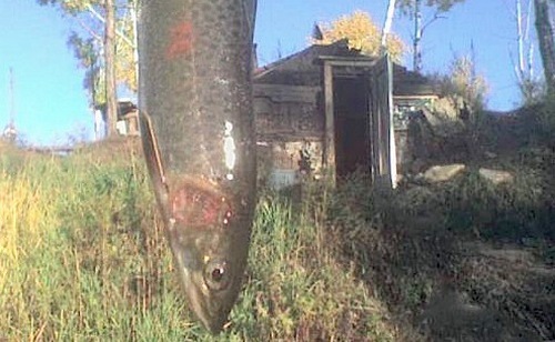 Ленок