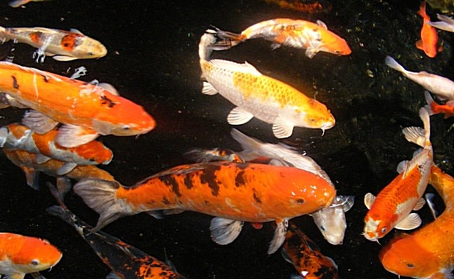 Китайский карась