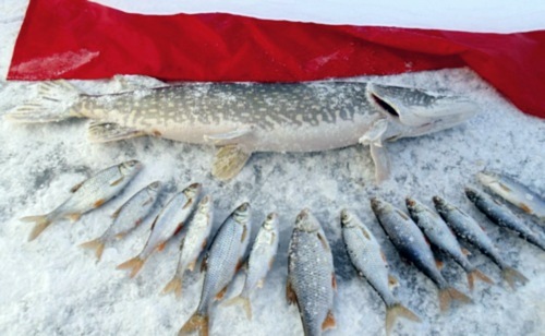 Щучье перволедье 2015 года. Иркутское водохранилище.