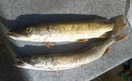 Щукари