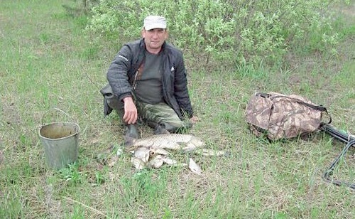 Белый амур