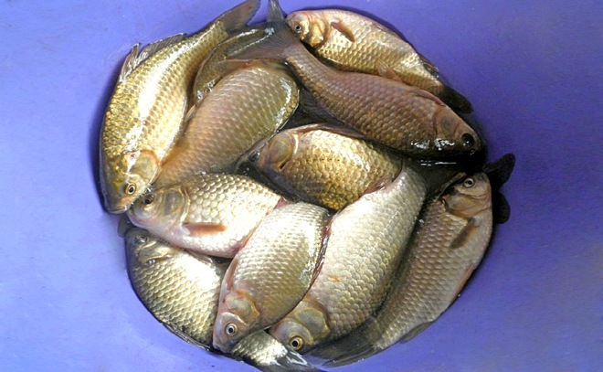 Карасики за часик
