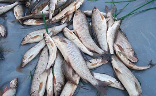Хариус