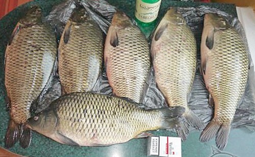 Карпы