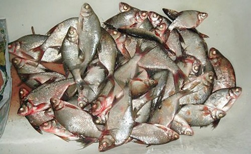 Подлещ