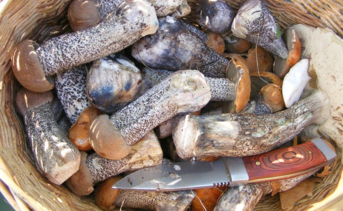 Колосовики
