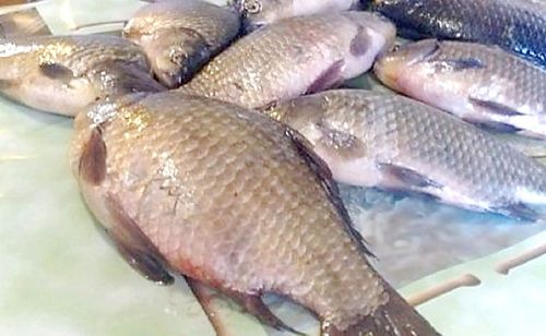 Караси, самый мой крупный карась