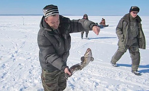 колючкин