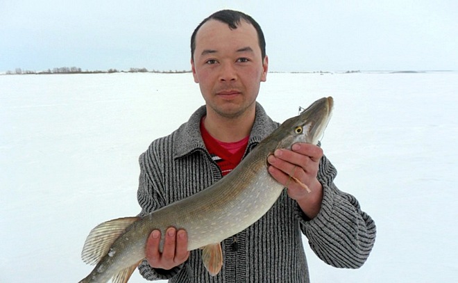 Щука на 2,8 кг.