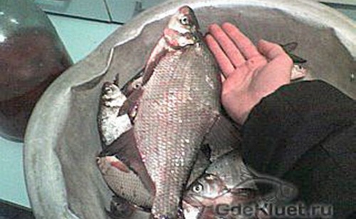 Подлещик