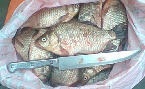 Карась