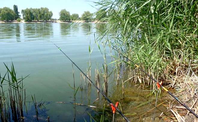 Карась и жара