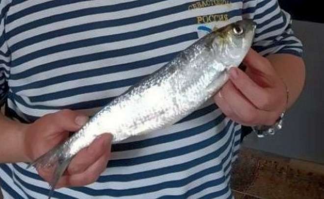 Почти иваси