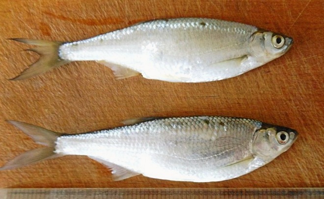 Уклейка