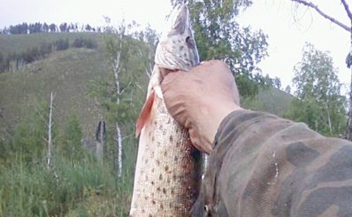 Амурская щука
