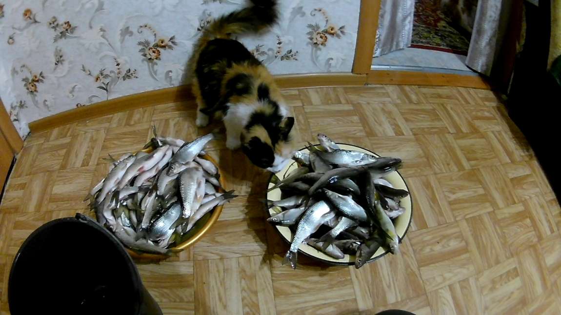 Котейка и елец
