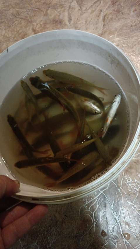 Карасики
