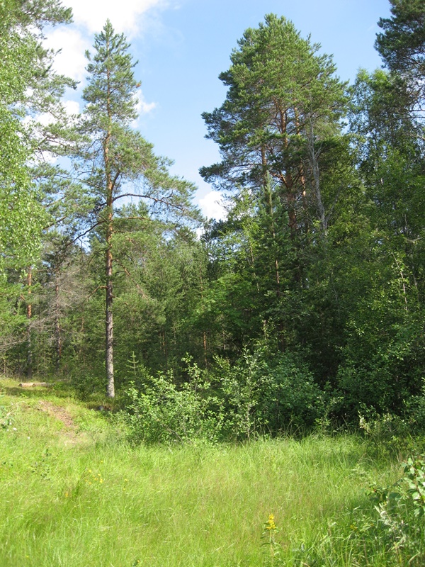 Лес на берегу