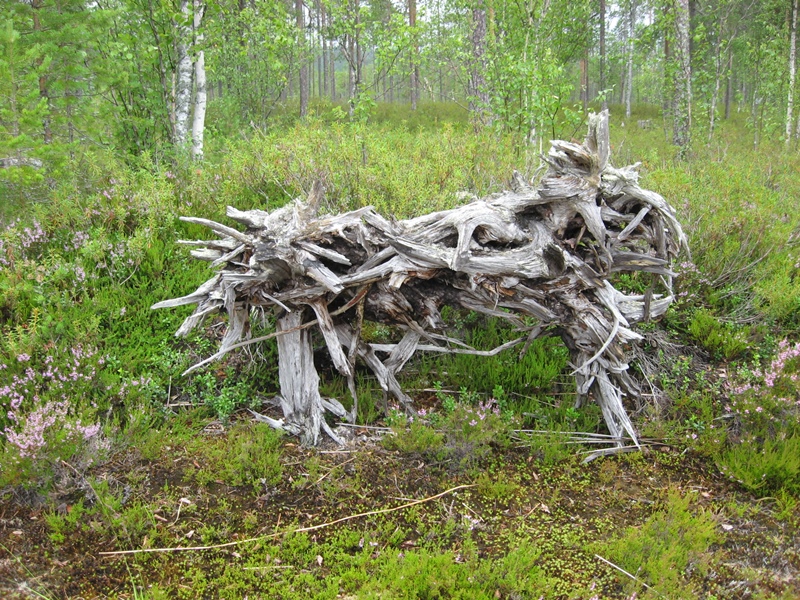 Коряга
