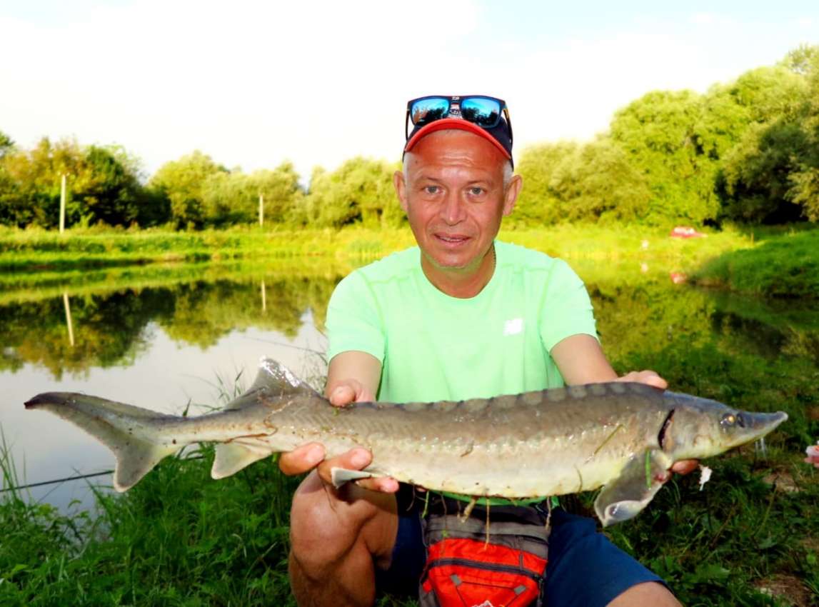 Осётр на платнике