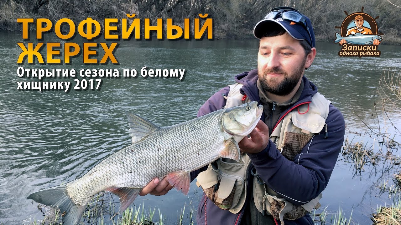 Открытие сезона по белому хищнику 2017