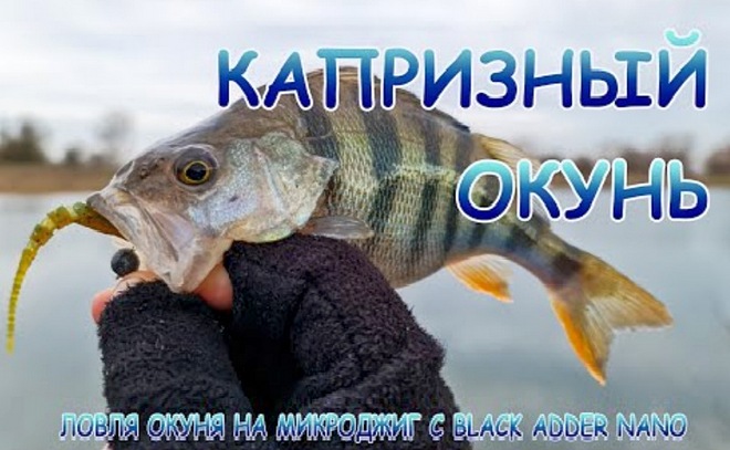 Black Adder Nano, микроджиг и поиски капризного окуня!