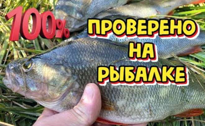 Лучшие приманки на крупного окуня и судака