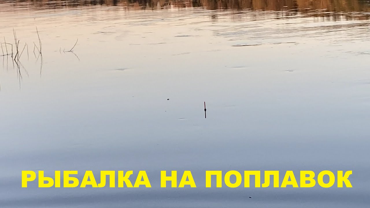 Рыбалка на поплавок. Поклёвки разных рыб.