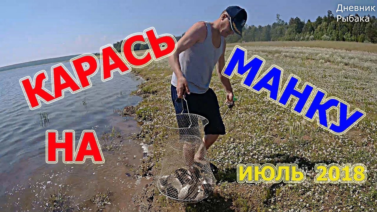Ну очень голодный карась! Карась на манку.
