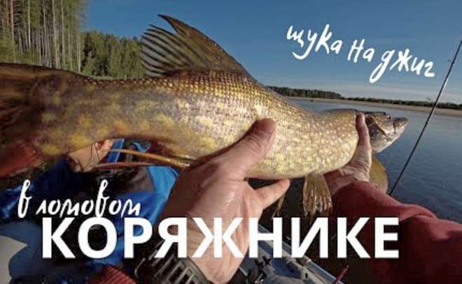 Ловля щуки в коряжнике