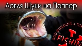 Ловля на поппер&nbsp; часть1